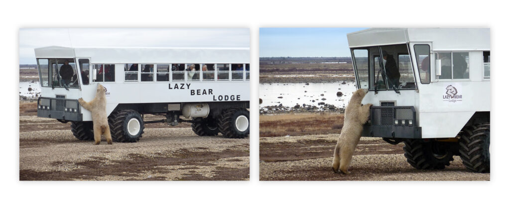 Polar bear looking into the windows of a bus