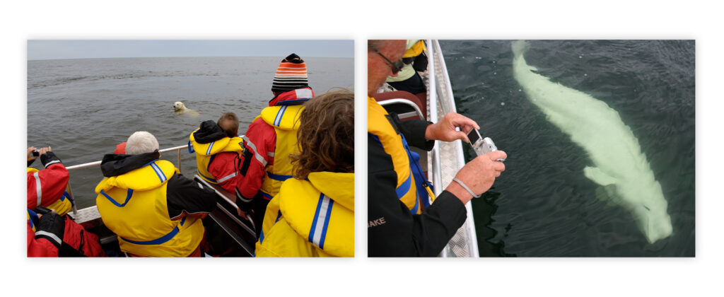 Tourists polar bear and beluga whale watching